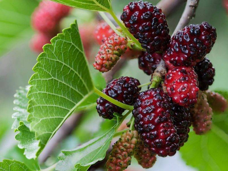 Шелковица купить саженцы из питомнике в Химках