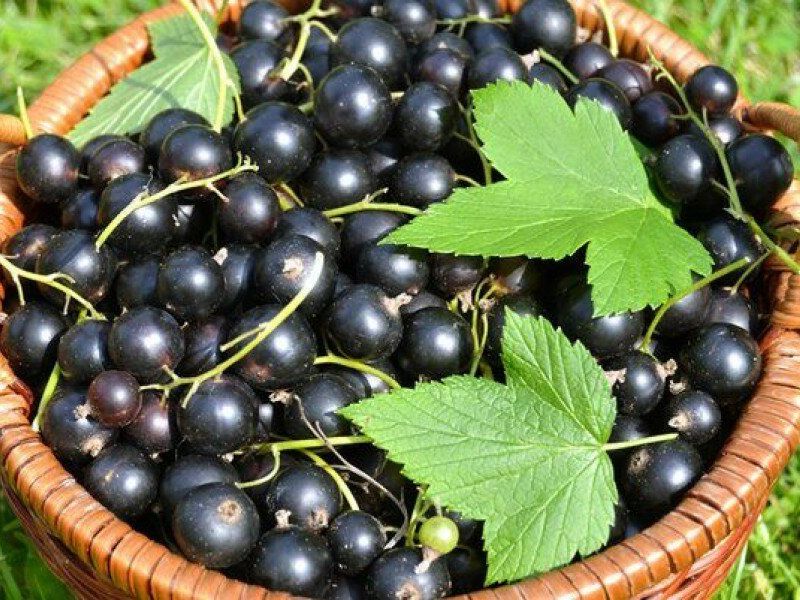 Смородина купить саженцы из питомника в Химках