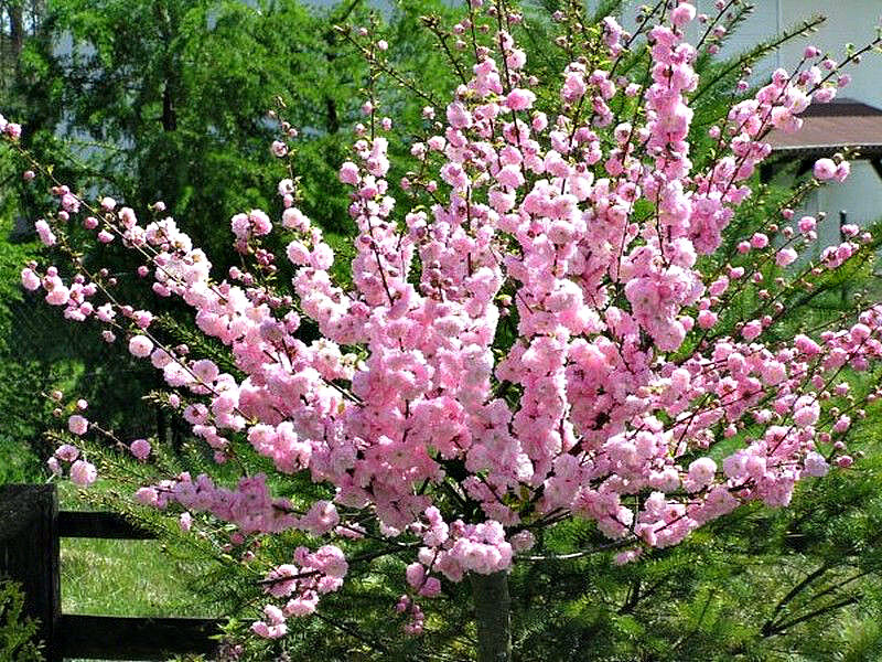 Миндаль купить саженцы из питомника в Химках
