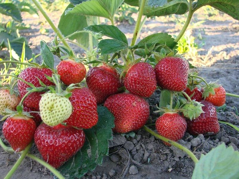 Клубника купить саженцы из питомника в Химках