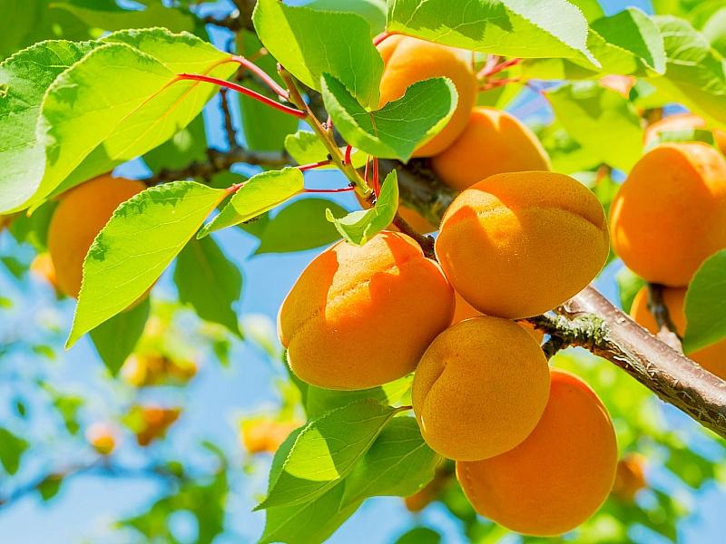 Абрикос купить саженцы из питомнике в Химках