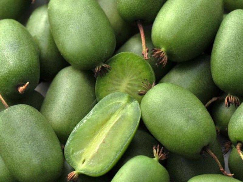 Актинидия купить саженцы из питомнике в Химках