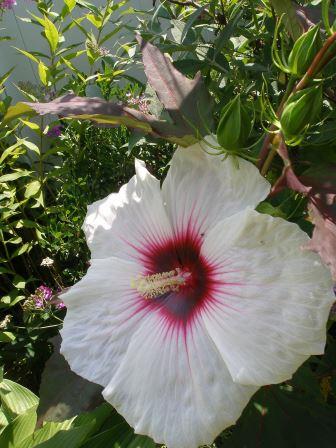Гибискус "КОППЕР КИНГ"  (травянистый)