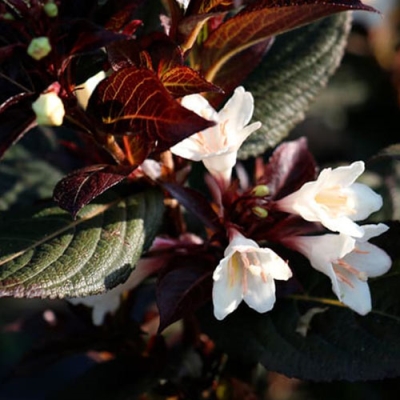 Вейгела "БЛЭК ЭНД ВАЙТ"