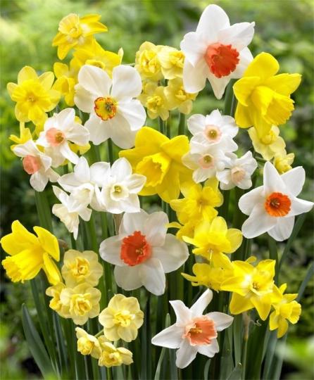 Нарцисс МИКС 10 шт.