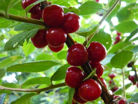 Войлочная вишня "ЛЕТО" СРЕДНЕГО СРОКА СОЗРЕВАНИЯ