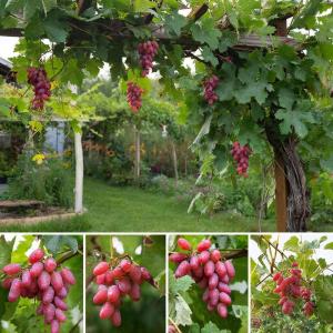 Виноград "БАГРОВЫЙ" ранний